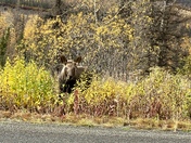 Denali National Park