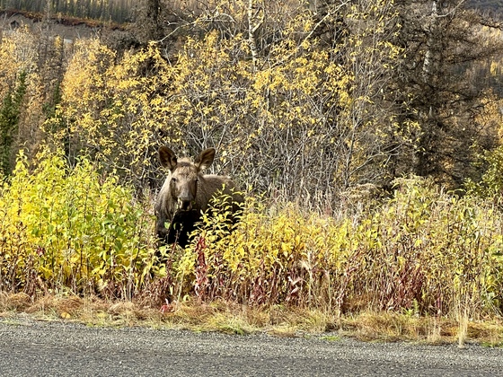 Denali National Park