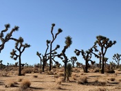 Joshua Tree National Park