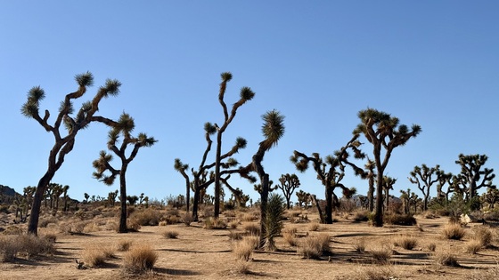 Joshua Tree National Park