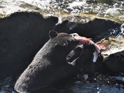 Tongass National Forest