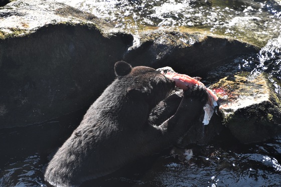 Tongass National Forest