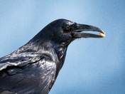 Yosemite National Park