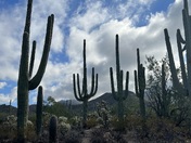 Saguaro National Park