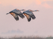 Merced Wildlife Refuge