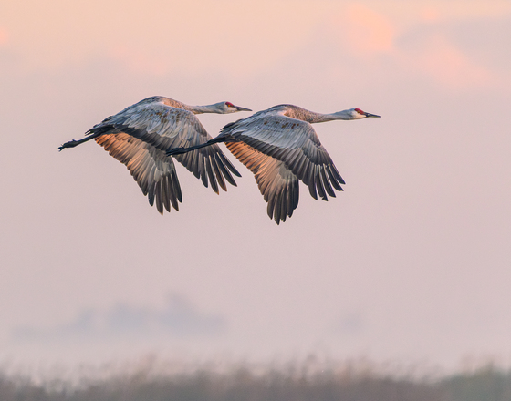 Merced Wildlife Refuge