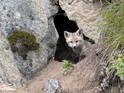 Coeur d’Alene National Forest