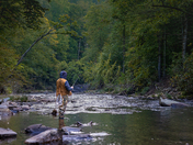 Pisgah National Forest
