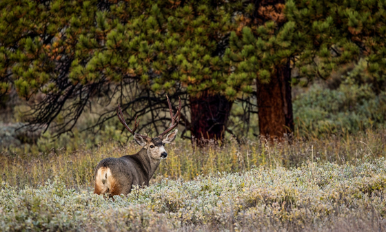 Rocky Mountain National Park