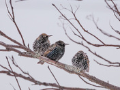Starling Meeting 