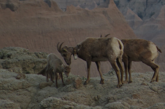 Badlands National Park