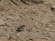 Okanogan National Forest