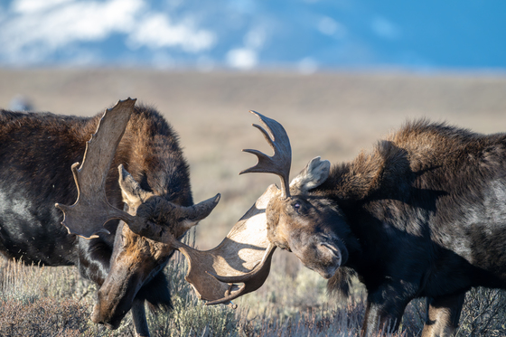 Grand Teton National Park