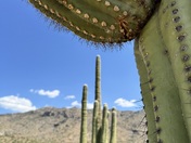 Saguaro National Park