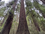 Redwoods National and State Park