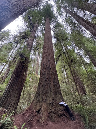 Redwoods National and State Park