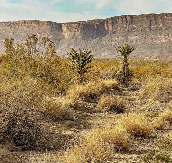 Big Bend National Park