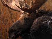 Grand Teton National Park