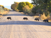 Bosque del Apache NWR, New Mexico