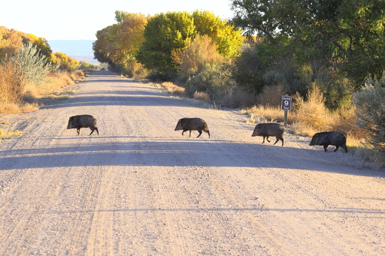 Bosque del Apache NWR, New Mexico