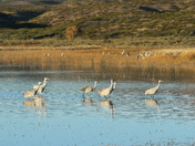 Bosque del Apache NWR, New Mexico