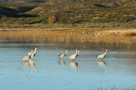 Bosque del Apache NWR, New Mexico