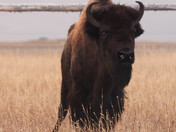 Grand Teton National Park