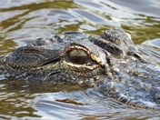 Cape Canaveral National Seashore