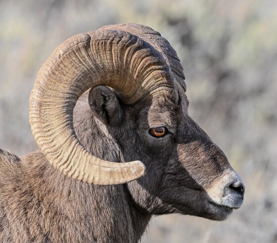 National Elk Refuge
