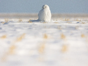 Snowy owl