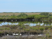Merritt Island NWR, Florida