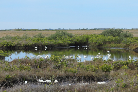 Merritt Island NWR, Florida