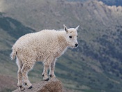 Mount Evans Wilderness