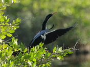 Merritt Island NWR, Florida