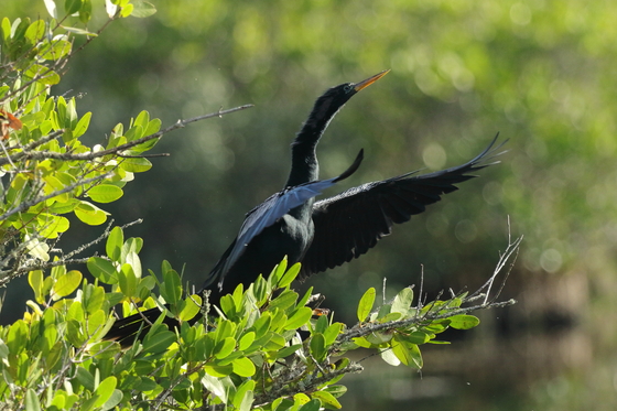 Merritt Island NWR, Florida