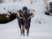 Yellowstone National Park 