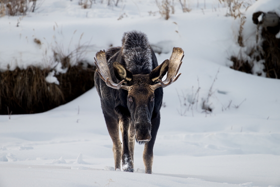 Yellowstone National Park 