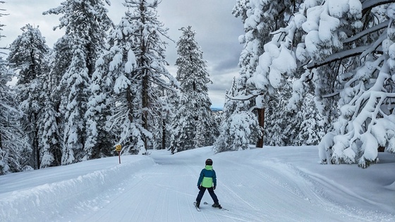 Stanislaus National Forest