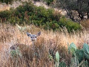 Big Bend National Park