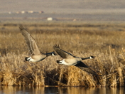 Monte Vista NWR, Colorado