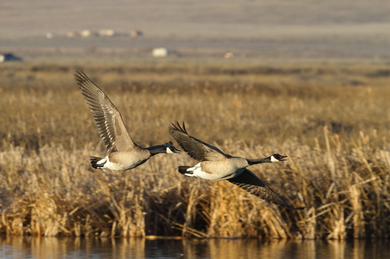 Monte Vista NWR, Colorado