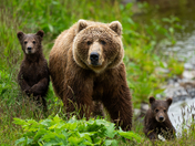 Kodiak National Wildlife Refuge