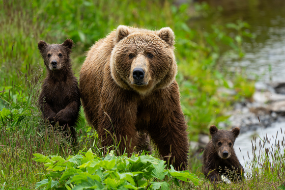 Kodiak National Wildlife Refuge