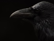 Yosemite National Park