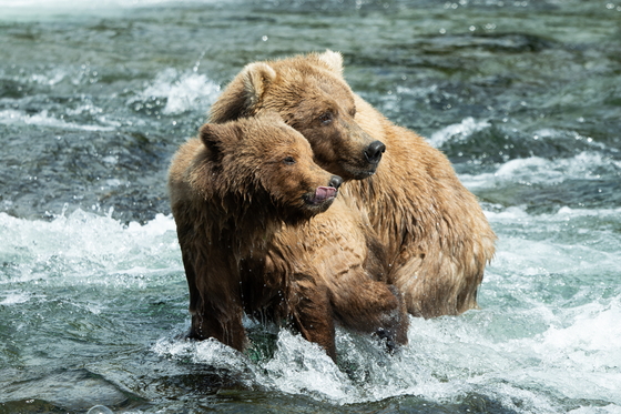 Katmai National Park and Preserve 