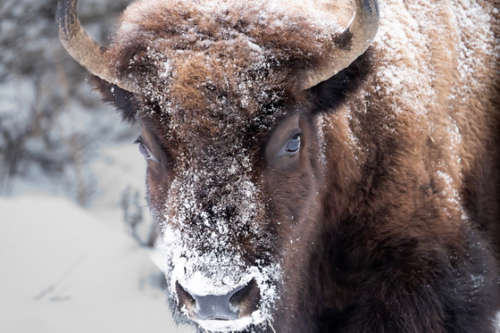 Yellowstone National Park