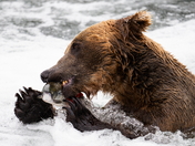 Katmai National Park & Preserve