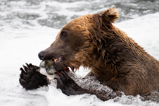 Katmai National Park & Preserve