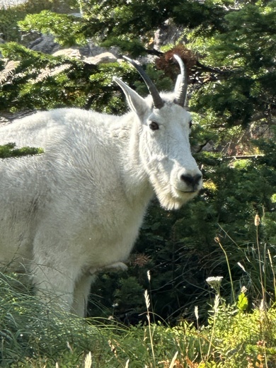 Glacier National Park