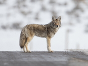 Yellowstone National Park